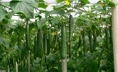 Pepino