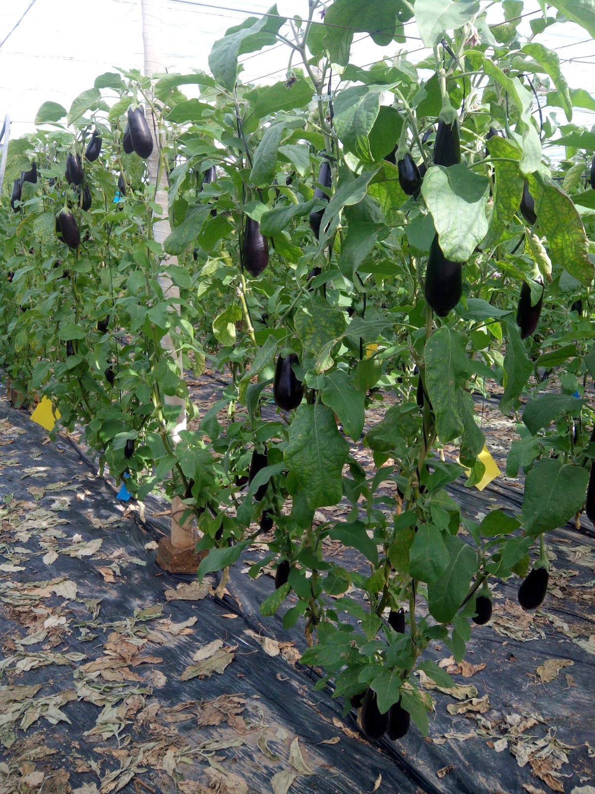 Berenjena