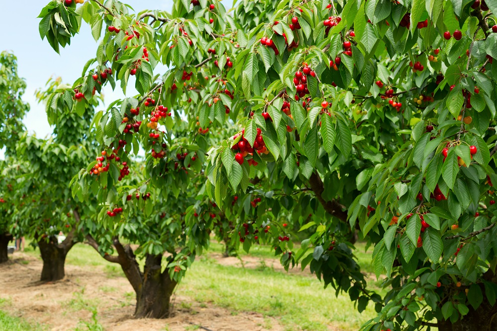 Cereza