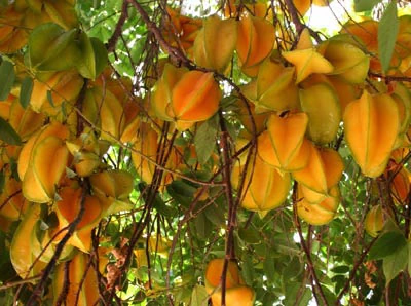 Carambola