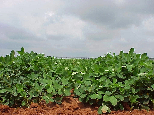 Cacahuate