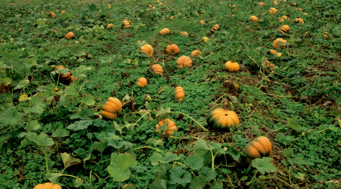 Calabaza